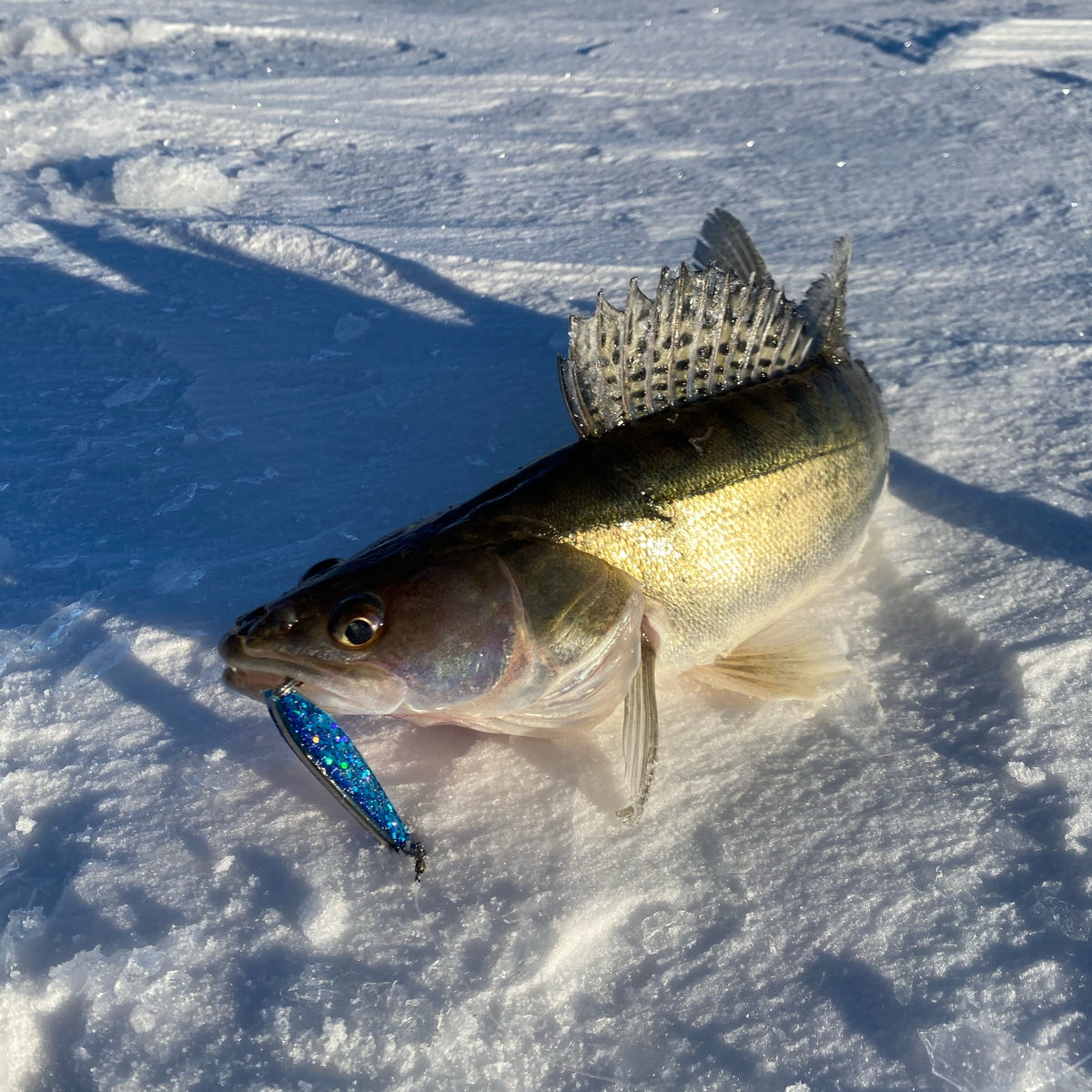 Norolan Winter Light kuhapilkki
